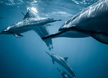 梅西考虑转会更有竞争力联赛,合同到期返欧洲?ESPN曝世界杯前可能变动